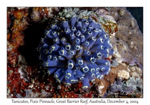 Tunicates