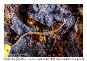 Schultz's Pipefish