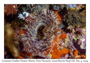 Common Feather Duster Worm