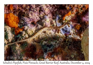 Schultz's Pipefish