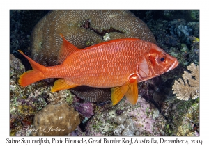 Sabre Squirrelfish