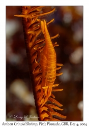 Ambon Crinoid Shrimp