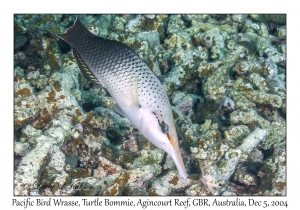 Pacific Bird Wrasse