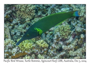 Pacific Bird Wrasse