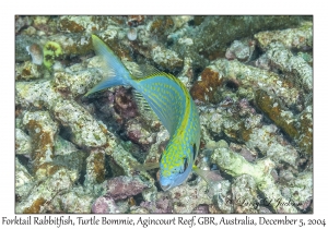 Forktail Rabbitfish