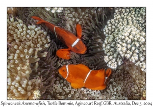 Spinecheek Anemonefish