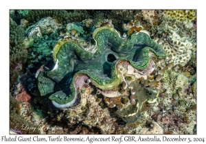 Fluted Giant Clam