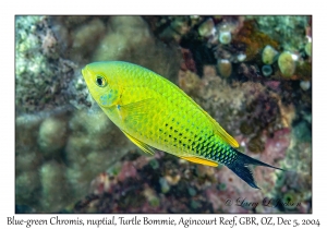 Blue-green Chromis