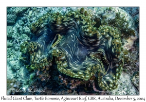 Fluted Giant Clam