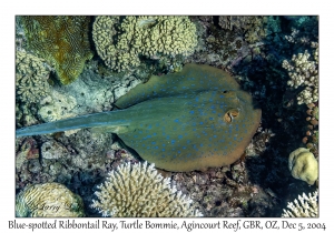 Blue-spotted Ribbontail Ray