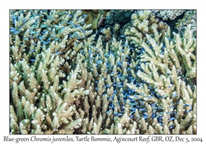 Blue-green Chromis