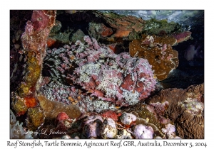 Reef Stonefish