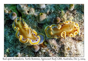 Red-spot Ardeadoris