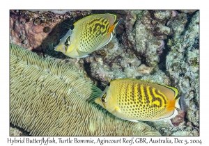 Hybrid Butterflyfish