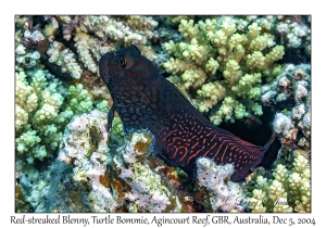 Red-streaked Blenny