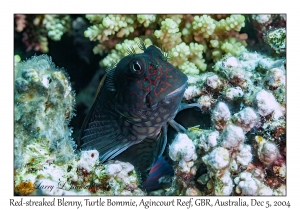 Red-streaked Blenny