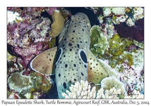 Papuan Epaulette Shark