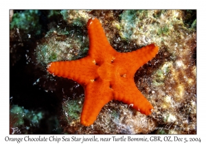 Orange Chocolate Chip Sea Star