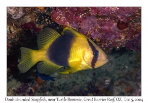 Doublebanded Soapfish