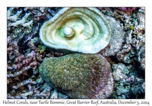 Helmet Coral