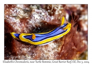 Elisabeth's Chromodoris