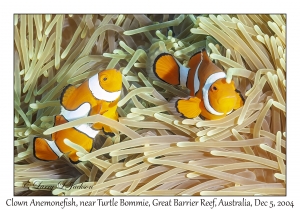 Clown Anemonefish