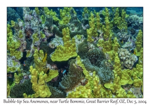 Bubble-tip Sea Anemones