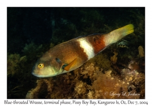 Blue-throated Wrasse