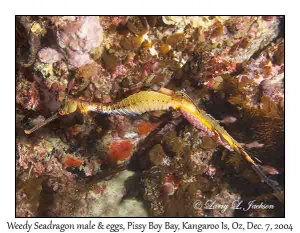 Weedy Seadragon, male & eggs