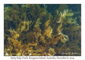 Spiny Kelp