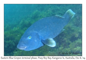 Eastern Blue Groper