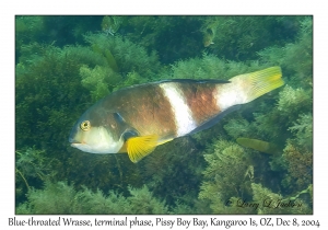 Blue-throated Wrasse