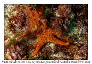 Multi-spined Sea Star