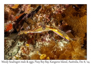 Weedy Seadragon male & eggs