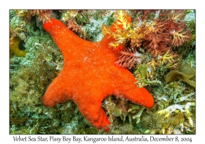 Velvet Sea Star