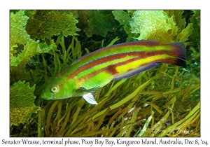 Senator Wrasse