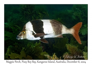 Magpie Perch