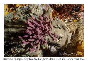 Unknown Sponges