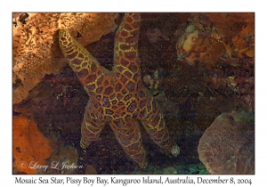 Mosaic Sea Star