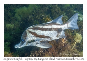 Longsnout Boarfish