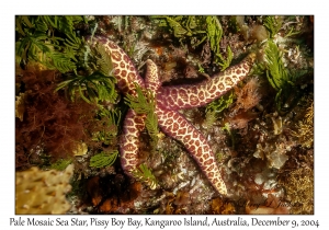 Pale Mosaic Sea Star