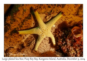 Large-plated Sea Star