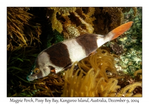 Magpie Perch