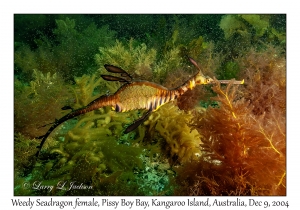 Weedy Seadragon female