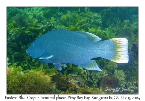 Eastern Blue Groper