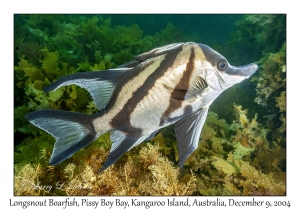 Longsnout Boarfish