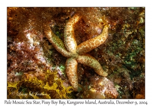 Pale Mosaic Sea Star