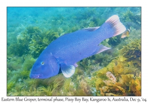 Eastern Blue Groper