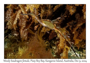 Weedy Seadragon female