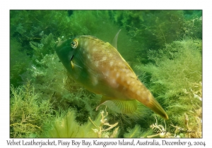 Velvet Leatherjacket